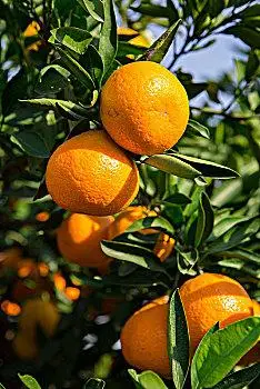 崇明橘子图片_崇明橘子高清图片大全_崇明橘子图片素材