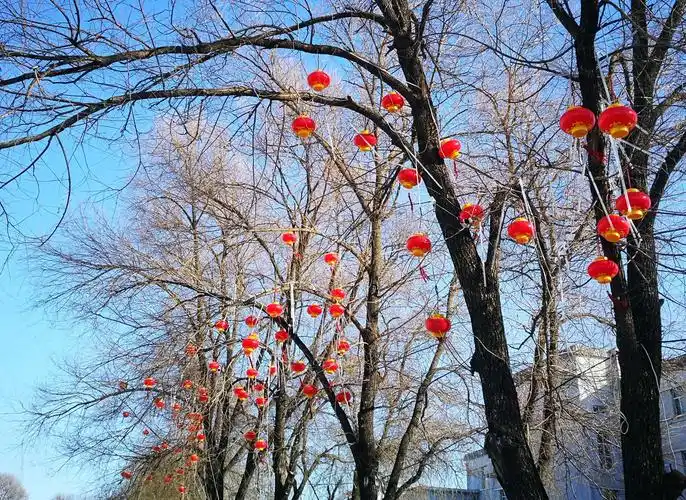 2020年2月1日春节的雪,北国的风光,银色的树装.