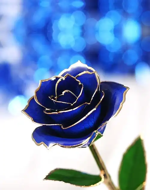 蓝色妖姬花(蓝色妖姬花束图片)