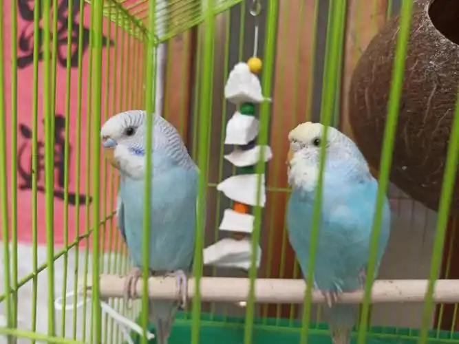 鹦鹉虎皮分辨公母