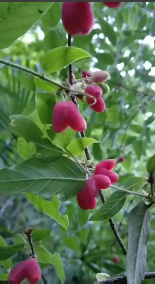 当羊奶奶红了的时候