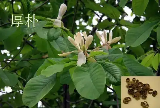 每天学习一味中药——厚朴