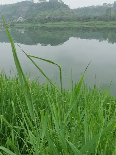 青青河边草,美得不得了.