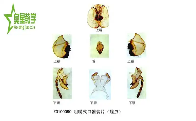 蝗虫口器 - 动物学切片-生物切片-产品中心 - 中药标本厂家_生物切片