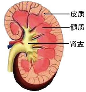 肾脏由皮质,髓质和肾盂三部分构成,皮质位于表皮,里面是髓质,皮质和