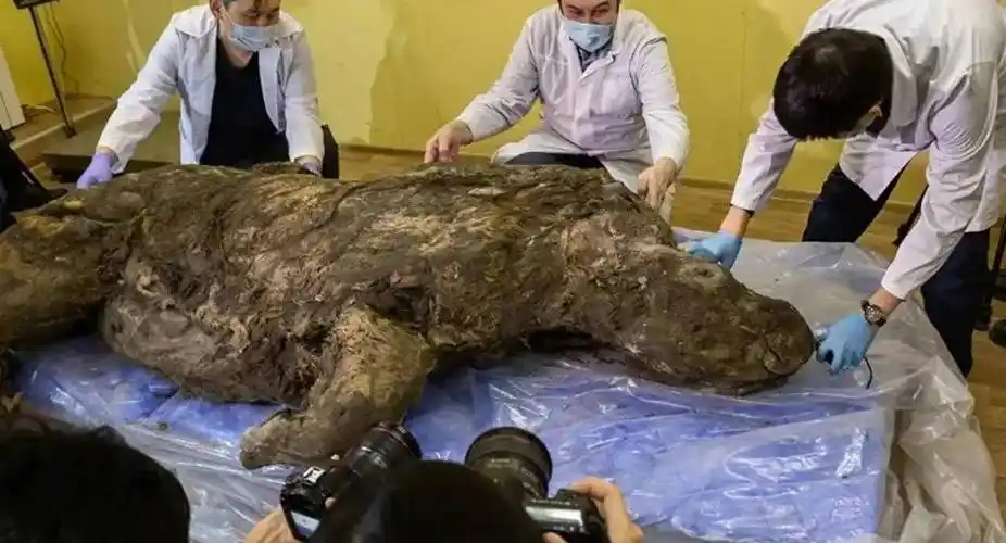 原创北极现史前生物尸体科学家担心的原因令人担忧