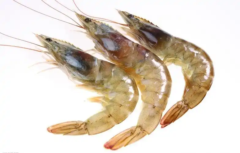 潮虾和对虾的区别?潮虾是海鲜还是河鲜