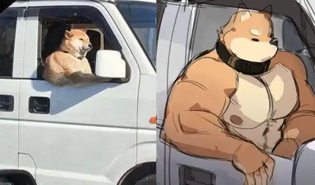 大家最近在网上坑定会发现不少肌肉柴犬的漫画,这只柴犬因转圈圈的