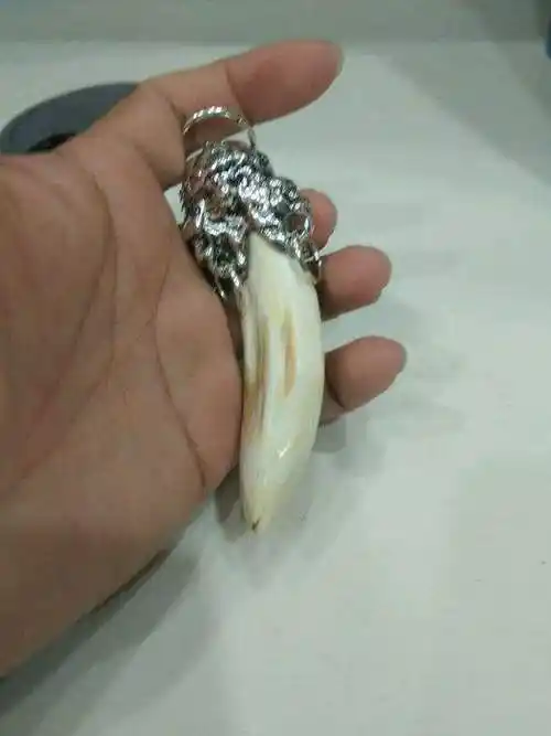 野性古朴的野猪牙是怎么来的