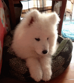 帮我把这个动态图片制作成qq动态头像!40帧以内!