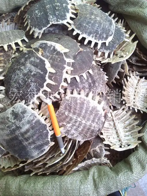 鳖甲 甲鱼壳 上甲 鳖壳 团鱼甲 鳖盖子