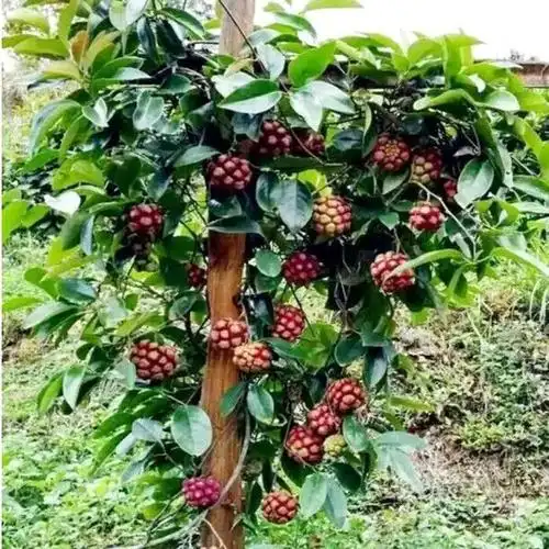 供应布福娜老虎改良水果水果树树苗爬藤植物耐寒果树