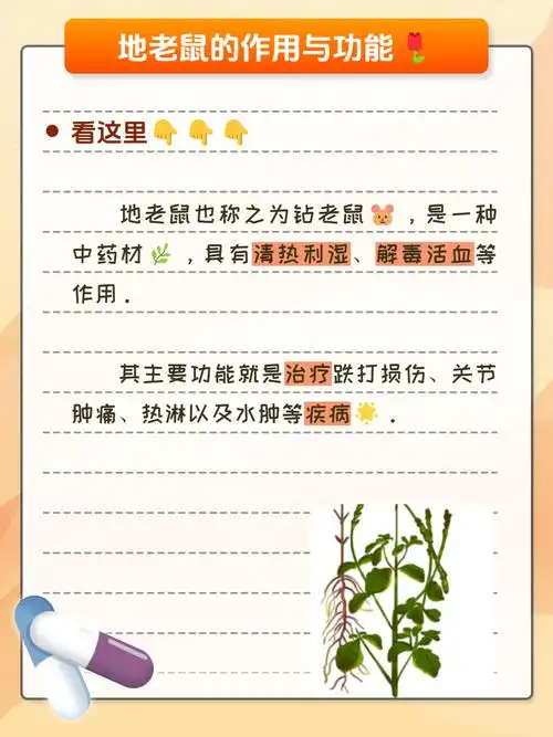 地老鼠:神秘宝藏般的药用价值与功能探秘