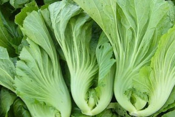 什么是芥菜图片