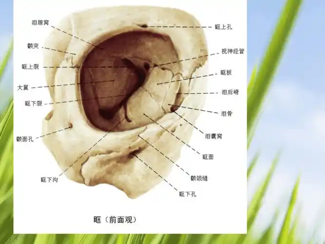 眼眶解剖与病变
