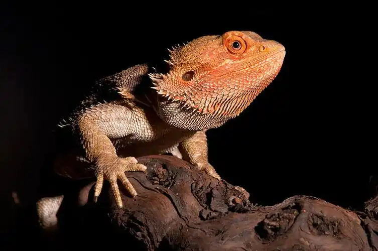 鬃狮蜥图片_鬃狮蜥高清图片_全景视觉