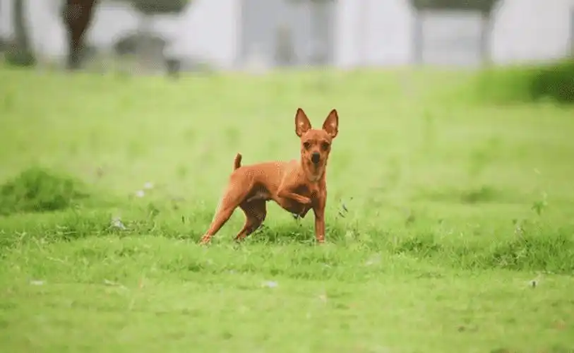 没有尾巴的狗叫什么犬