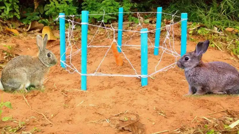 这陷阱太缺德了!野外设陷阱,贪吃兔轻松被套路
