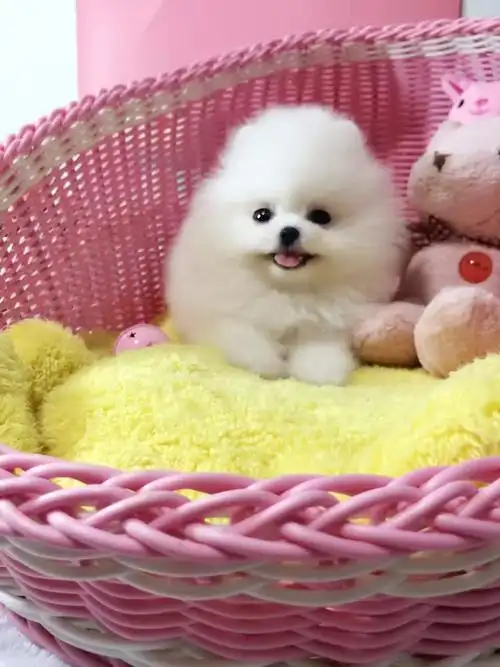 纯种球体博美犬微笑精灵纯白小雪球