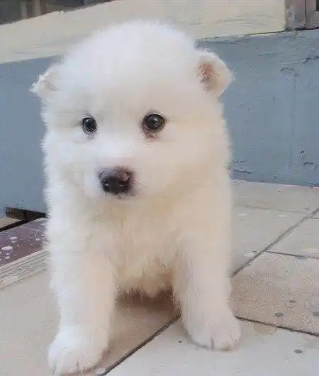 微笑天使双眼皮萨摩耶银狐出售洁白无瑕具有魅力价格合理