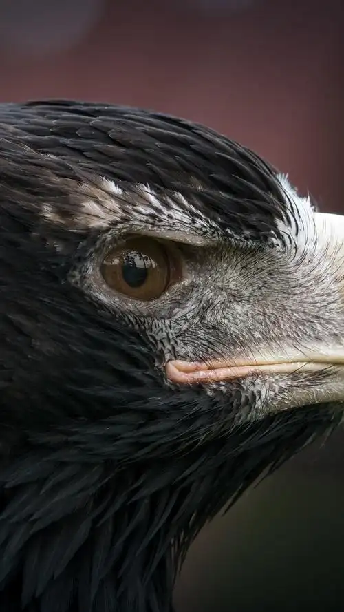 鹰的头部微距摄影,捕食者,眼睛,喙 iphone 壁纸