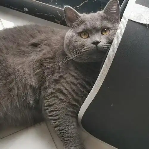 我觉得我崽帅死了,每天想亲亲0000#蓝猫  #猫  #蓝猫日常  #英短