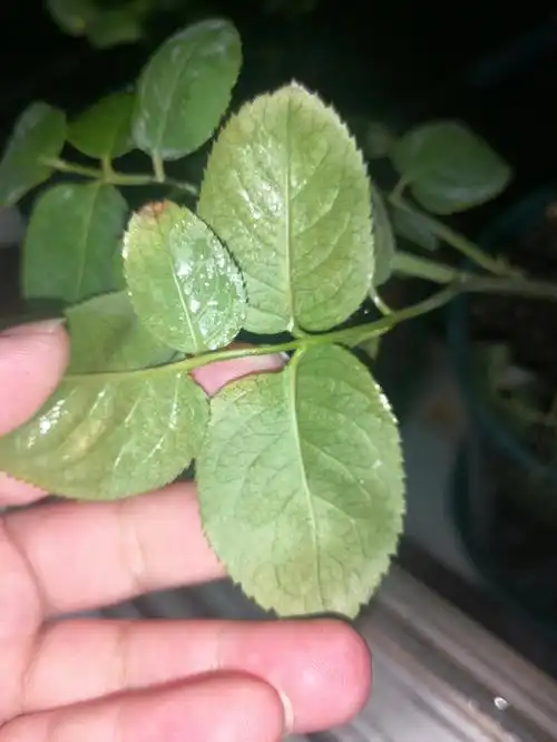 求助月季叶子这是红蜘蛛了吗