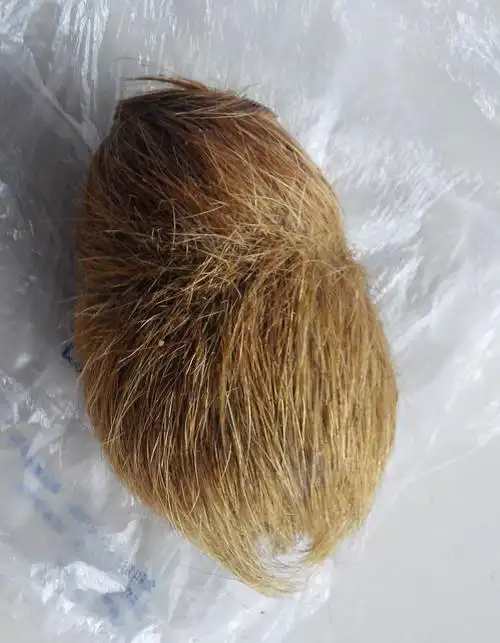 从猪胃里取的毛球物(见图片)是猪砂吗