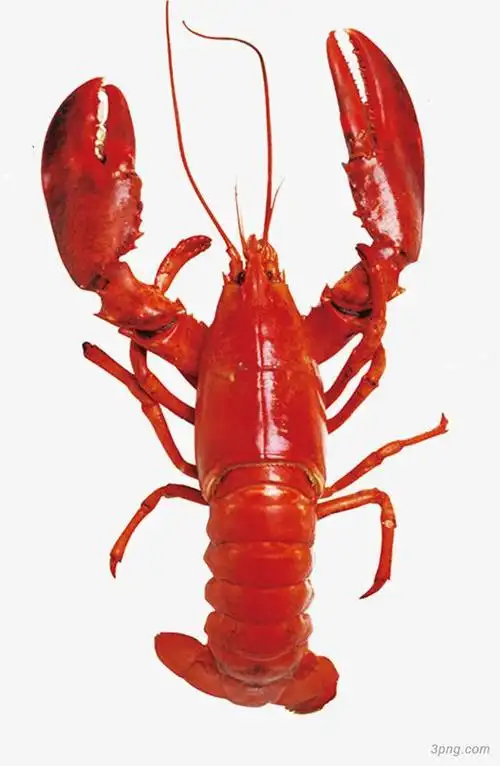 鲜美小龙虾png素材透明免抠图片-节日元素