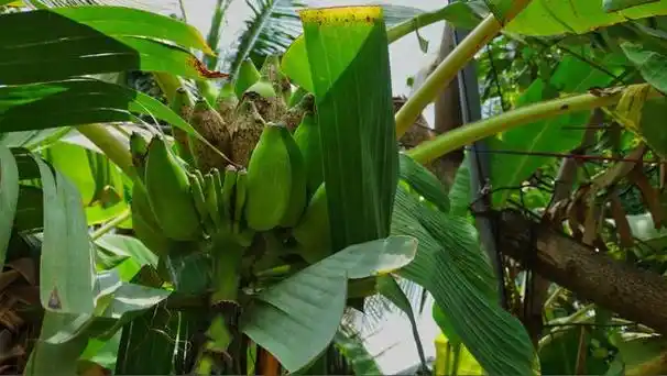 标题:香蕉树:热带之美的象征