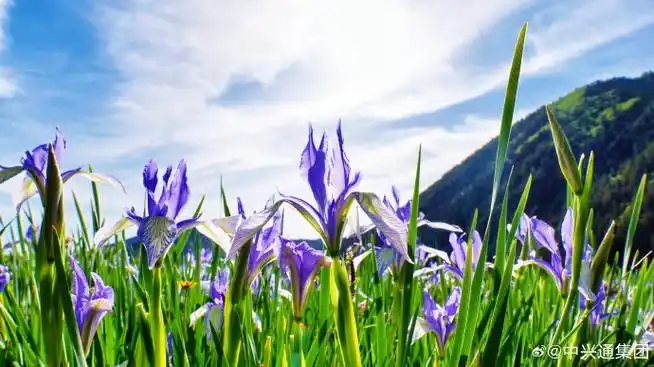 祁连山冰沟河马兰花大草原