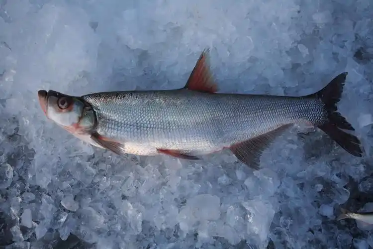中国四大淡水名鱼之一兴凯湖翘嘴红鲌(大白鱼)冬季捕捞纪实