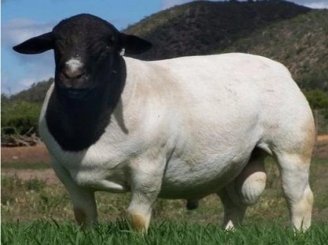 仁怀澳洲白绵羊养殖技术奶山羊出售价格服务为先