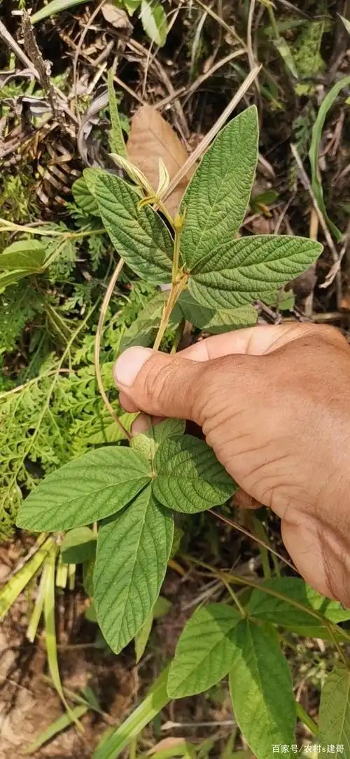 带你认识:千斤拔!农村路边都有!你是否认识?