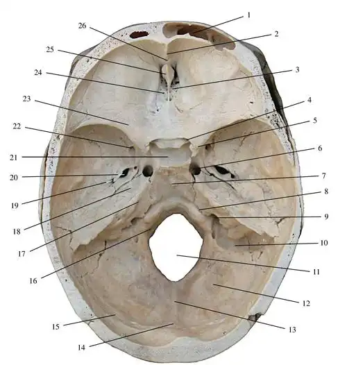 图1-55 颅底(内面观)-人体解剖学-医学