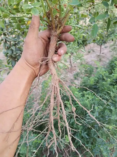 蔷薇实生根 月季嫁接砧木 盆景提根 1.5～2.