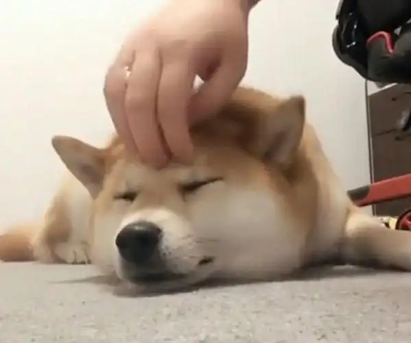 你知道摸狗头的动作在狗狗的眼中代表什么吗看完涨知识