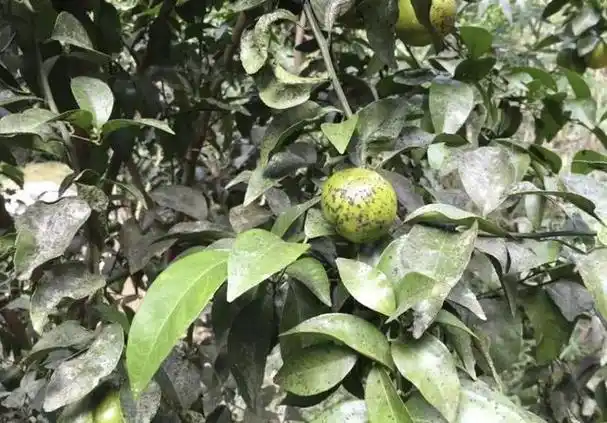 柑橘烟煤病