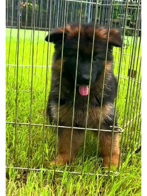 德牧养成记  #赛级德牧  #德牧日常  #德牧宝宝  #重庆德牧