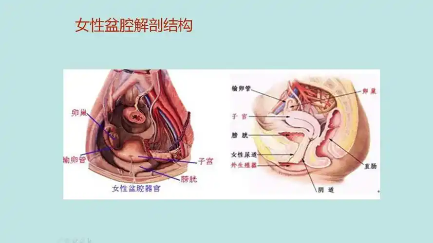 怎样分辨盆腔疼痛的部位