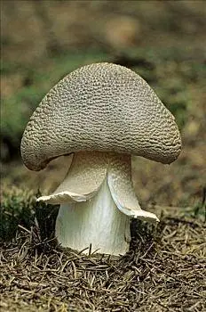 蘑菇图片_蘑菇图片大全_蘑菇图片素材