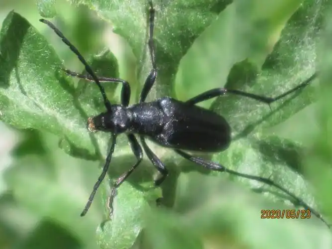 承德 打鹿沟 家茸天牛(疑似)