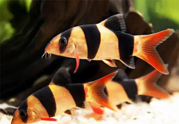 三间鼠鱼一条多少钱