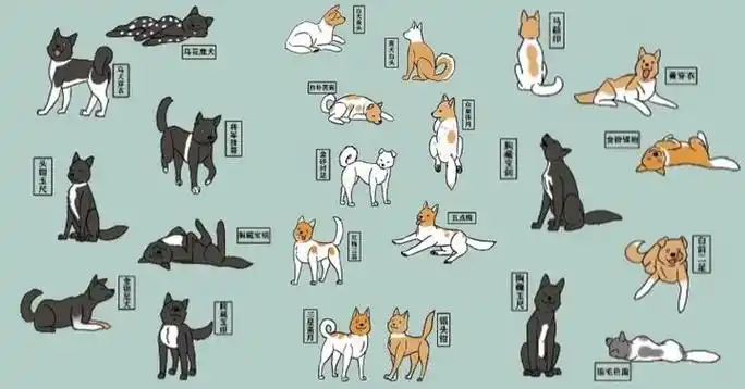 古籍《相犬大全》,上百种中华田园犬花色赏析!