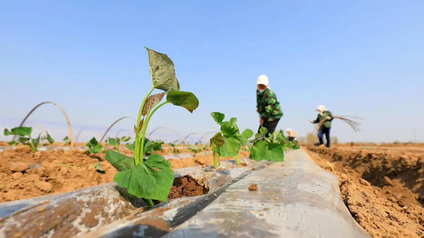 河北滦南:红薯种植忙