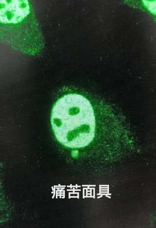 实验使细胞变成表情包