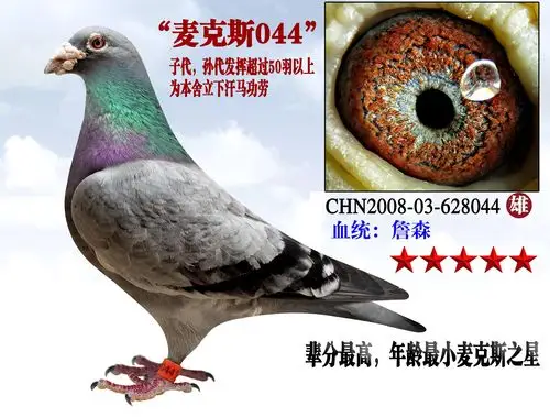 詹森麦克斯之星-蓝天利器鸽业-中信网爱鸽商城