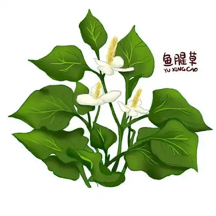 【鱼腥草植物手绘】图片免费下载_鱼腥草植物手绘素材_鱼腥草植物手绘