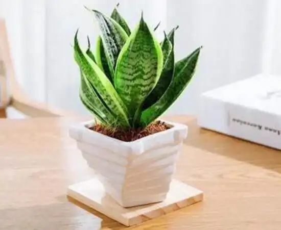 虎皮兰放在哪里旺风水(虎皮兰与家里的风水)