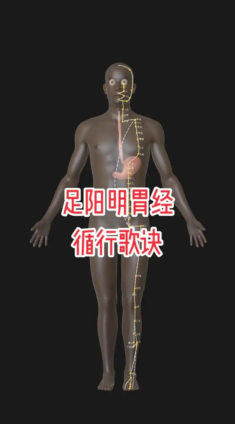 【足阳明胃经循行歌诀】足阳明胃起鼻颈,互交旁约足太阳,下至气 - 抖